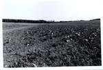 Photograph of Depapes tobacco fields, Castleton Women's Institute scrapbook