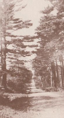 Dundonald road, Cramahe Township, ca. 1911