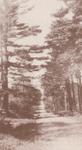 Dundonald road, Cramahe Township, ca. 1911