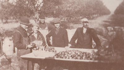 Apple harvesting, Colborne, Cramahe Township