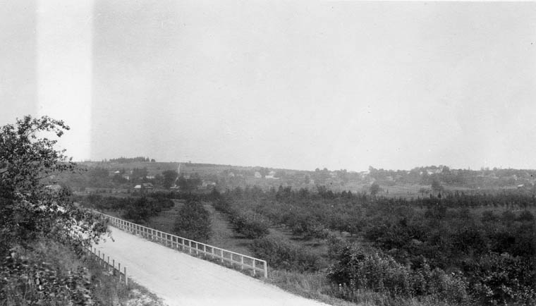 Photograph of apple orchards outside Colborne, Ontario, Cramahe Township, 1923-1924