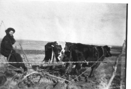 Ploughing a Field with Oxen