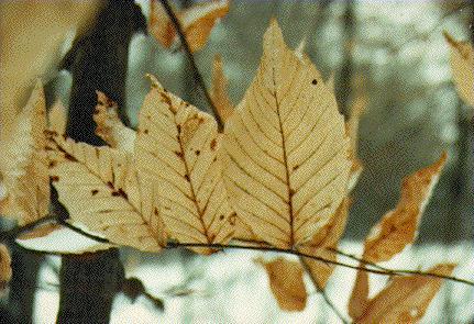 Close-up of foliage near the Barber Dynamo 1990