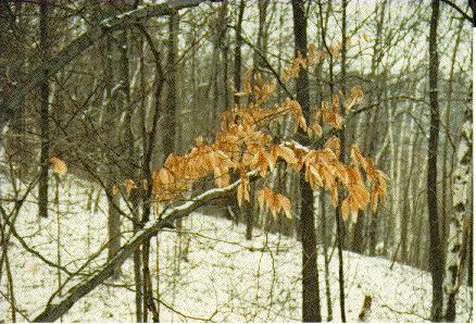 Foliage near the Barber Dynamo 1990