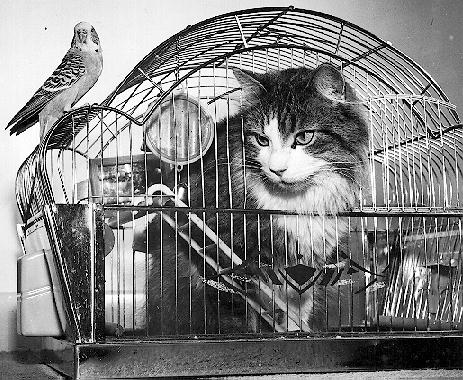 Cat and Bird