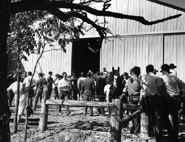 Horse Auction at Roy Jonson's Farm, 1962