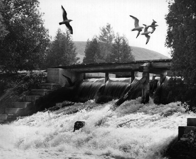 Gulls feasting on dead fish, 1962