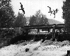 Gulls feasting on dead fish, 1962