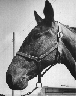 Bill Caldwell's horse: "Legal Senator", 1962