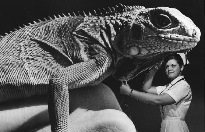 Joanne Bergan & Harvey the Iguana,1962