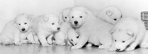 Samoyed pups at the Howatt home, 1971