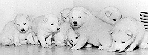 Samoyed pups at the Howatt home, 1971