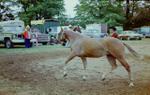 Fall Fair - Horses, 1973