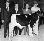 Holstein Bull sold at auction