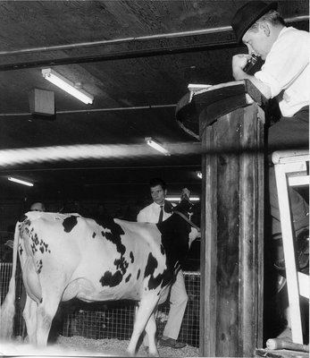 Georgetown Sales Arena Cattle Auction