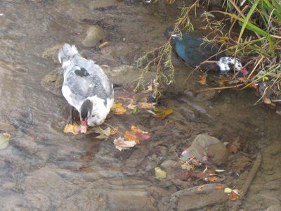 Ducks Enjoy The Credit River