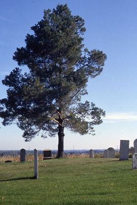 CHURCHILL - The lone pine looking east in the cemetery