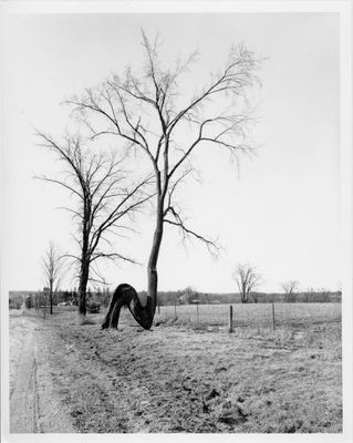 Famous Bent Tree on Hwy 25