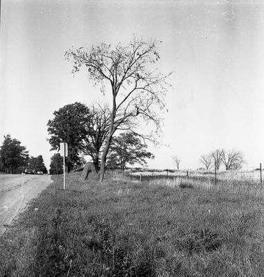 The Bent Tree Speyside