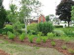 New Gardens at the Acton Library