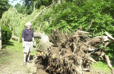 Don Ablett stands next to a huge willow tree uprooted during a  thunderstorm.