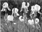 Beautiful Irises at Dominion Seed House.