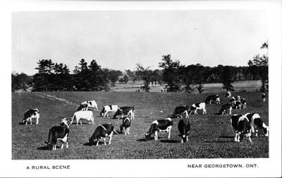 A herd of Holsteins graze in a field.