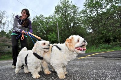 Hayley Ruck with puppies participates in Georgetown Purina Walk for Guide Dogs