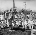 Mrs. Ruth Forgrave plants a maple sapling on Arbor Day at Park Public School