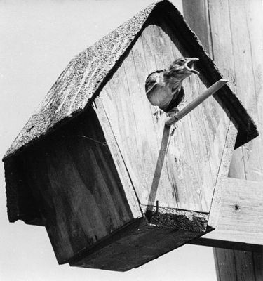 Hungry chick in birdhouse