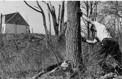 Georgetown's dead and broken Elm trees are being felled through a Ontario government program