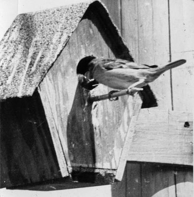 Baby bird being fed in birdhouse
