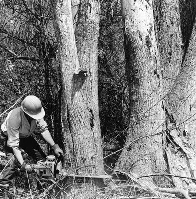 Chain Saws finish what Dutch Elm Beetle started