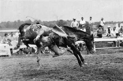 Brahma Bull-riding an added feature at the 2nd Annual Georgetown Rodeo on May 29th & 30th at Georgetown Fair Grounds