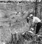 Chain saw finishes what Dutch Elm beetle started