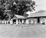 Lawn Bowlers in Peach of a Jitney