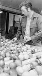 John Stewart of Hilltop Orchards in Huttonville removes bad apples