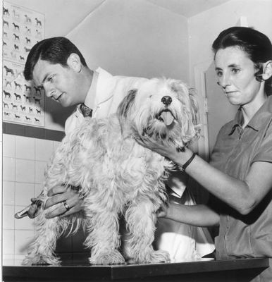 Veterinary nurse Mrs. Ann Roxborough and veterinarian Brian Buckrell
