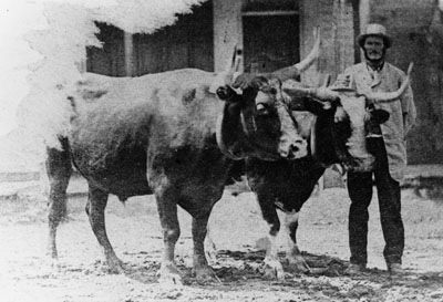 McCullough's oxen