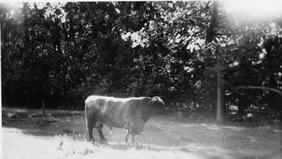 Prize winning bulls of Dr. H.A. McCullough