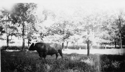 Prize winning bulls of Dr. H.A. McCullough