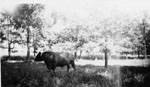 Prize winning bulls of Dr. H.A. McCullough