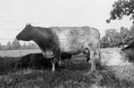 Prize winning bulls of Dr. H.A. McCullough