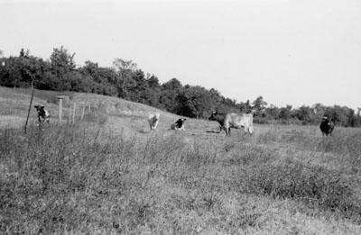 Prize winning bulls of Dr. H.A. McCullough