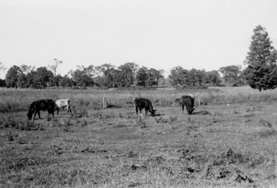 Prize winning bulls of Dr. H.A. McCullough