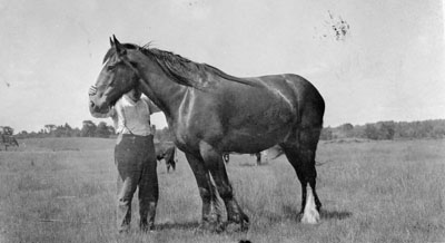 Horse on McCullough Farm