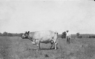 The Bull on the McCullough Farm