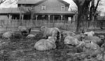 Sheep on the McCullough Farm