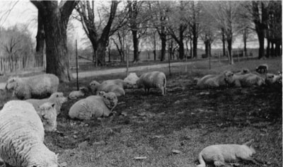 Sheep on the McCullough Farm