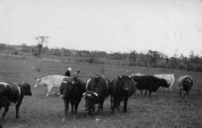 The cattle herd on the McCullough Farm